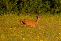 DSCF3789-Tiere-Rehwild-2