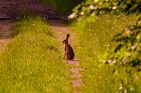 DSCF5073-Tiere-Fuchs-Hase-5