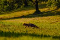 DSCF5154-Tiere-Fuchs-Hase-7