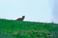 DSCF5454-Tiere-Fuchs-Hase-66