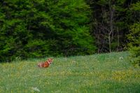 DSCF5648-Tiere-Fuchs-Hase-68