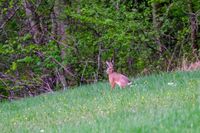 DSCF5661-Tiere-Fuchs-Hase-71