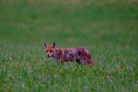 DSCF6349-Tiere-Fuchs-Hase-26