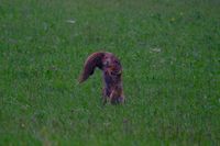 DSCF6599-Tiere-Fuchs-Hase-45