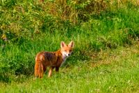 DSCF6832-Tiere-Fuchs-Hase-48