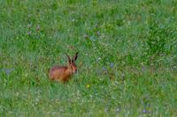 DSCF7987-Tiere-Fuchs-Hase-49