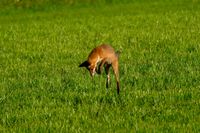 DSCF9083-Tiere-Fuchs-Hase-54