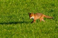 DSCF9094-Tiere-Fuchs-Hase-57