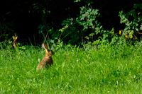 DSCF9119-Tiere-Fuchs-Hase-58